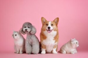 Two white cats, a gray poodle, and a tan corgi sitting side by side against a pink background, ideal pets for apartments.